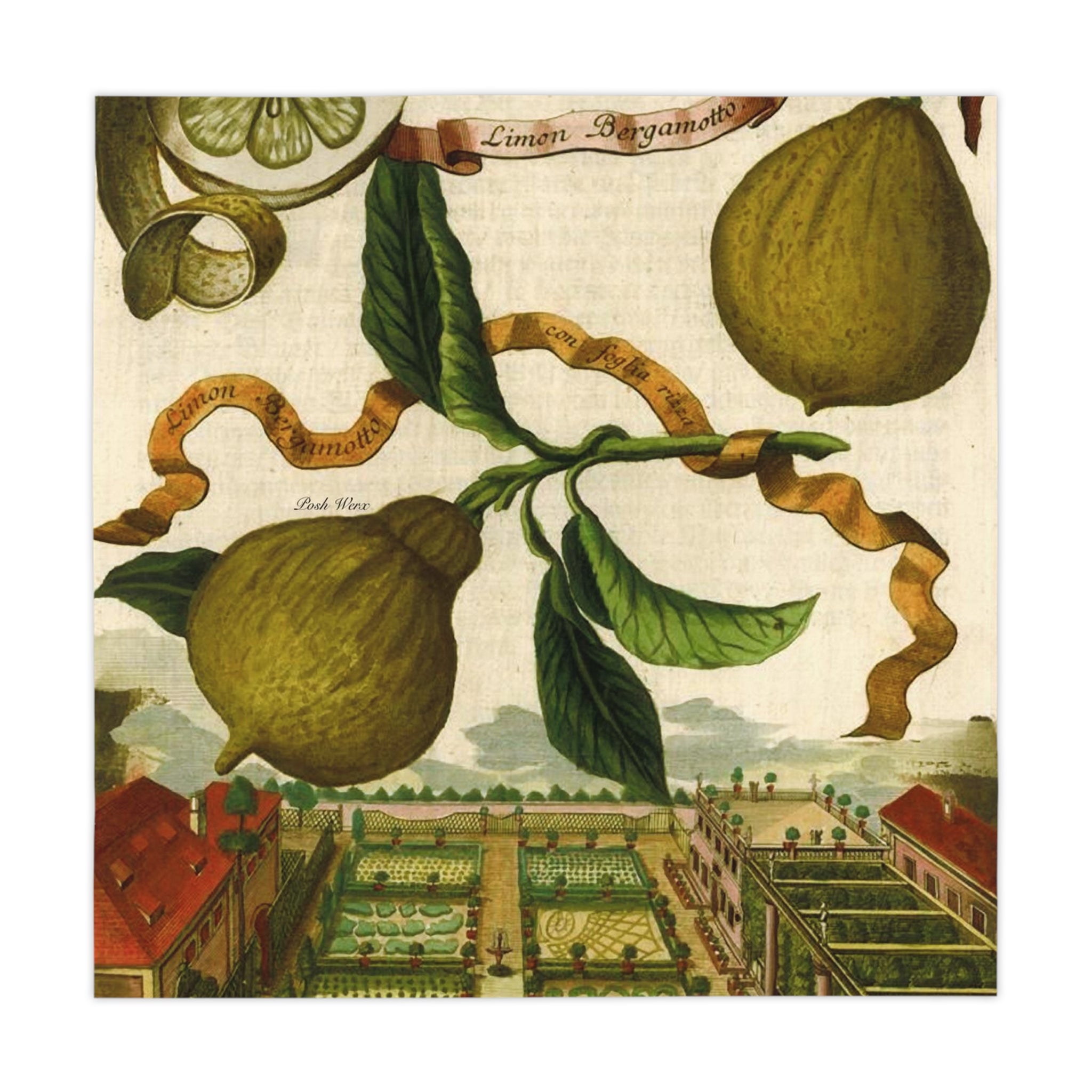 Italian Lemon Farm Table Cloth -Tablescapes / Kitchen (1 size)